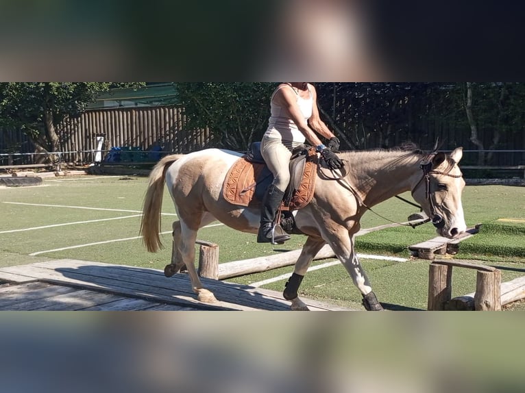 Cruzado Stute 4 Jahre 153 cm Palomino in Abtsgmünd