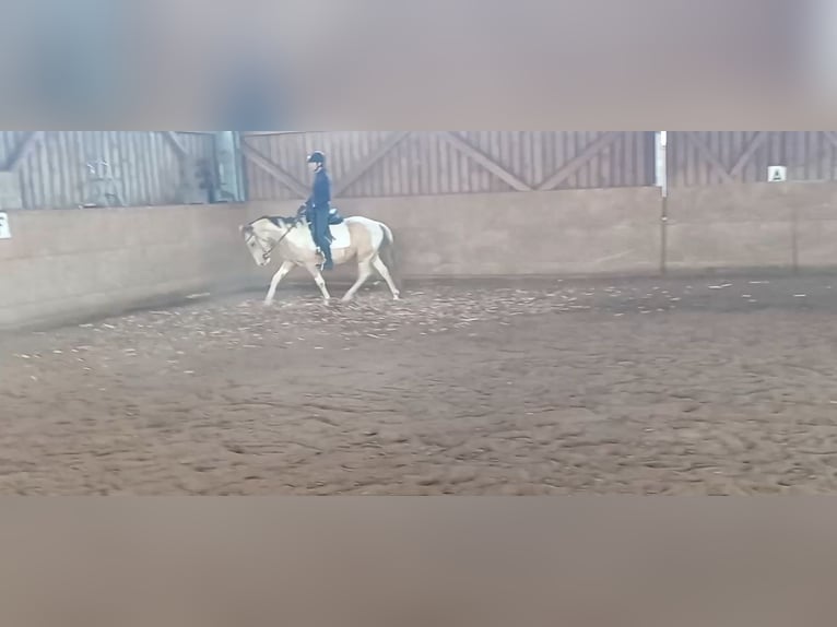 Cruzado Stute 4 Jahre 153 cm Palomino in Abtsgmünd