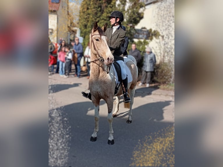 Cruzado Stute 4 Jahre 153 cm Palomino in Abtsgmünd