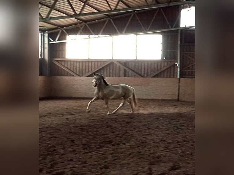 Cruzado Stute 4 Jahre 153 cm Palomino in Abtsgmünd