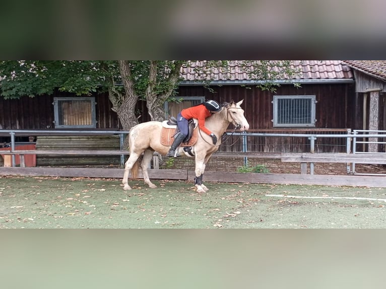 Cruzado Stute 4 Jahre 153 cm Palomino in Abtsgmünd