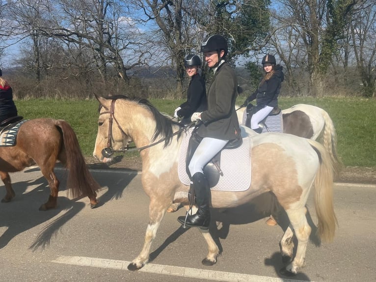 Cruzado Stute 4 Jahre 153 cm Palomino in Abtsgmünd