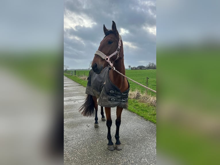 Cruzado Stute 4 Jahre 155 cm Brauner in Bedum