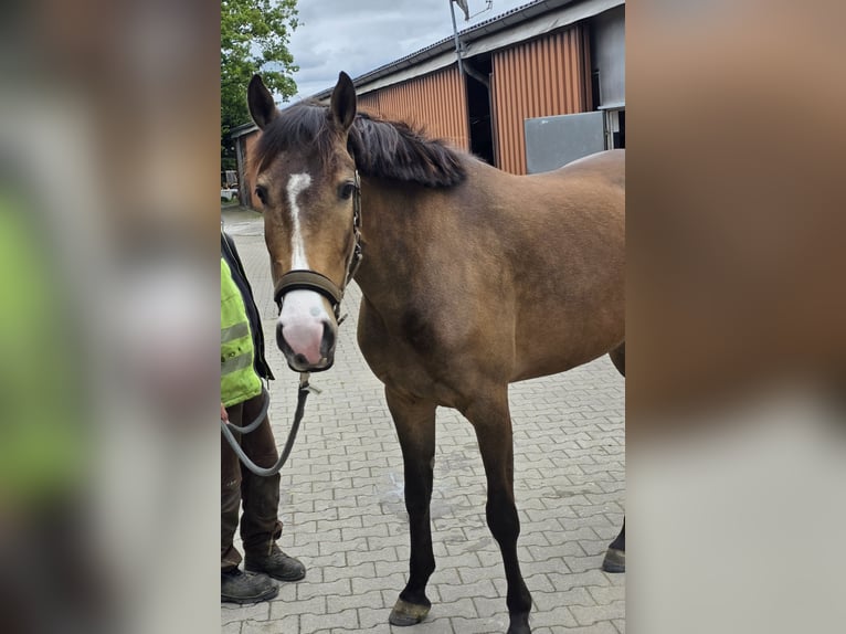 Cruzado Stute 4 Jahre 155 cm Buckskin in Gevelsberg