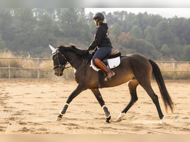 Cruzado Stute 4 Jahre 160 cm Brauner in Subirats