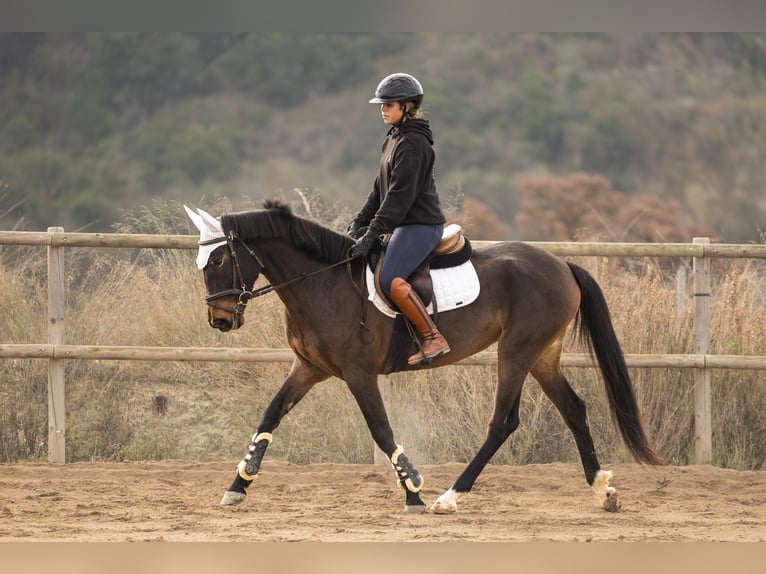 Cruzado Stute 4 Jahre 160 cm Brauner in Subirats