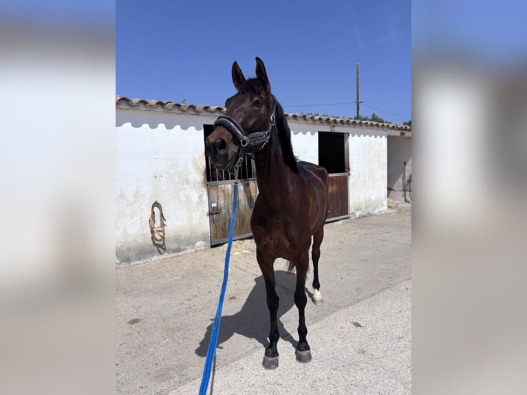 Cruzado Stute 4 Jahre 160 cm Brauner in Torredembarra