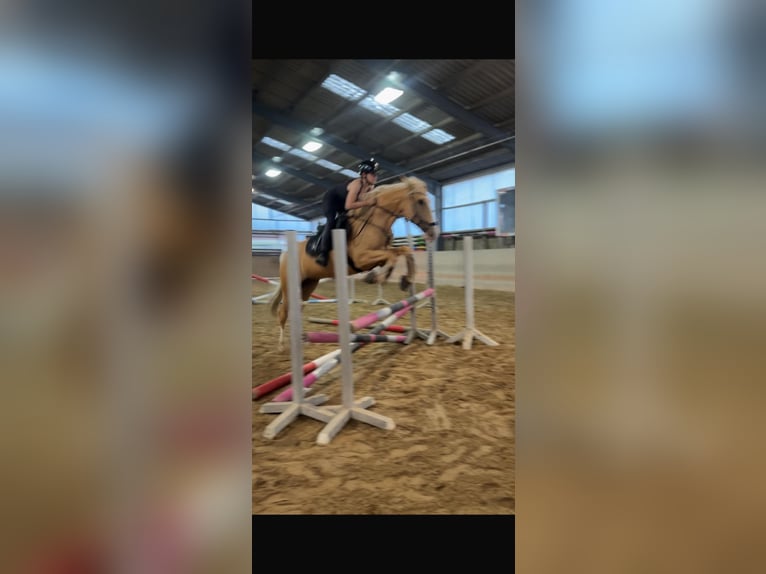 Cruzado Stute 4 Jahre 160 cm Palomino in Rommerskirchen