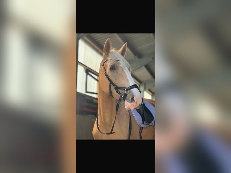 Cruzado Stute 4 Jahre 160 cm Palomino in Rommerskirchen