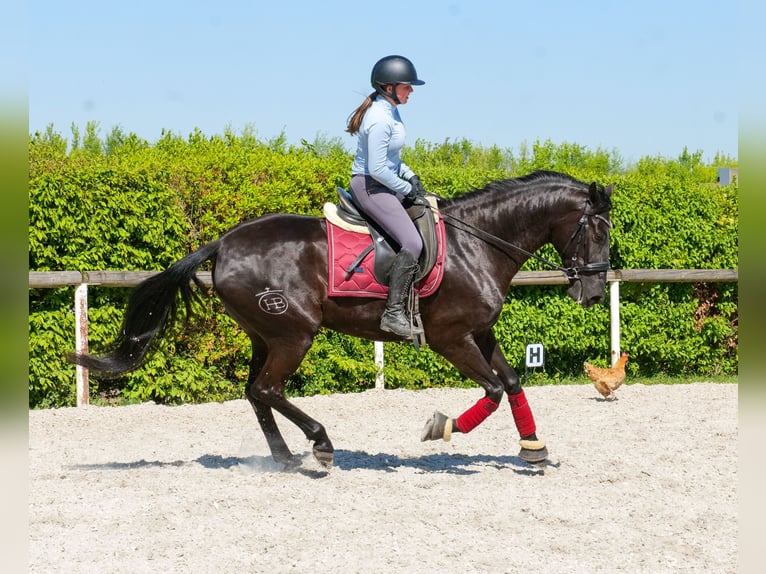 Cruzado Stute 4 Jahre 160 cm Rappe in Neustadt (Wied)