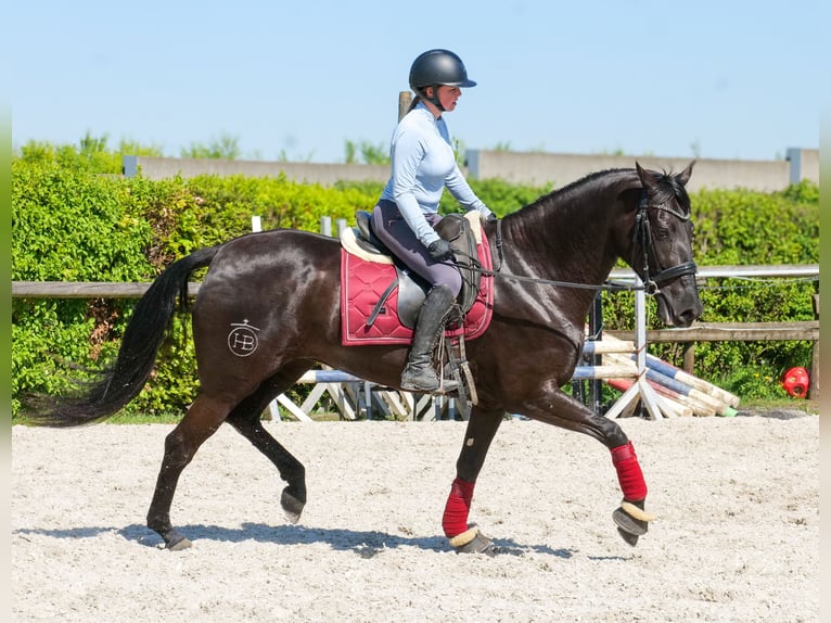 Cruzado Stute 4 Jahre 160 cm Rappe in Neustadt (Wied)
