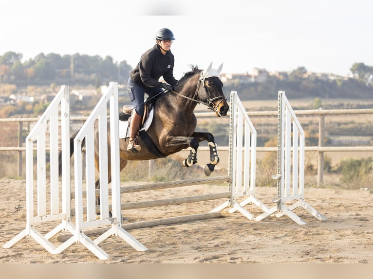 Cruzado Stute 4 Jahre 160 cm in Subirats