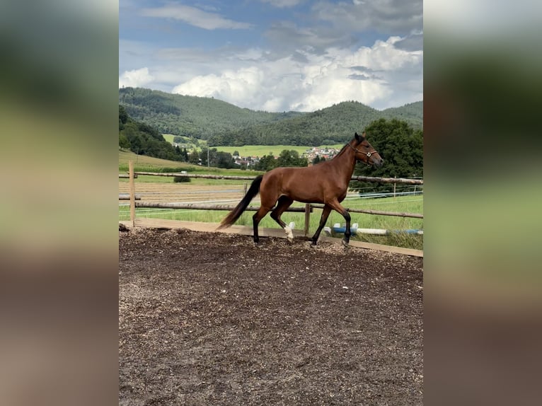 Cruzado Stute 4 Jahre 162 cm Brauner in Gengenbach