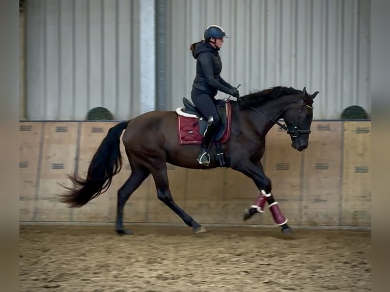 Cruzado Stute 4 Jahre 162 cm Dunkelbrauner in Neustadt (Wied)