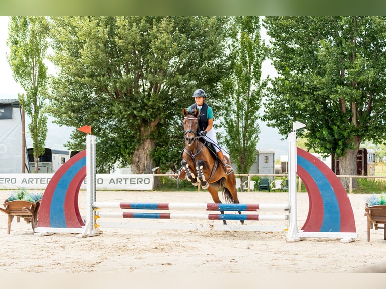 Cruzado Stute 4 Jahre 165 cm Brauner in Subirats