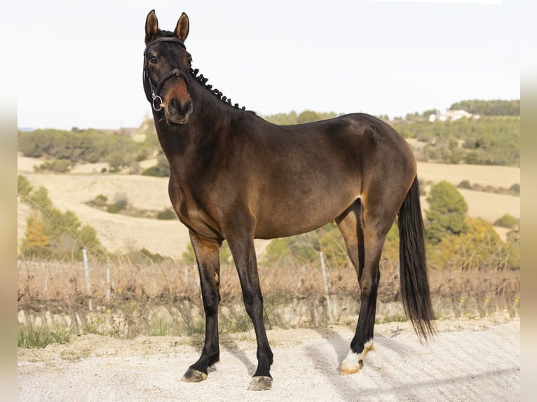 Cruzado Stute 4 Jahre 165 cm Brauner in Subirats