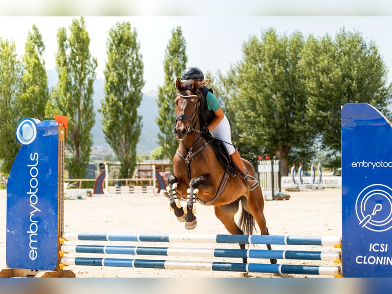 Cruzado Stute 4 Jahre 165 cm Brauner in Subirats