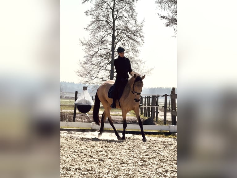 Cruzado Stute 4 Jahre 165 cm Falbe in Hude (Oldenburg)