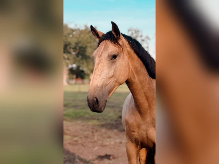 Cruzado Stute 4 Jahre 165 cm Falbe in Hude (Oldenburg)