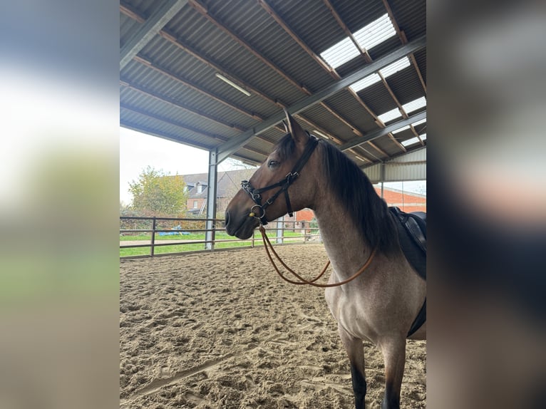 Cruzado Mix Stute 4 Jahre 167 cm Braunfalbschimmel in Meerbusch
