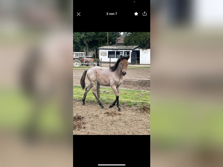 Cruzado Mix Stute 4 Jahre 167 cm Braunfalbschimmel in Meerbusch