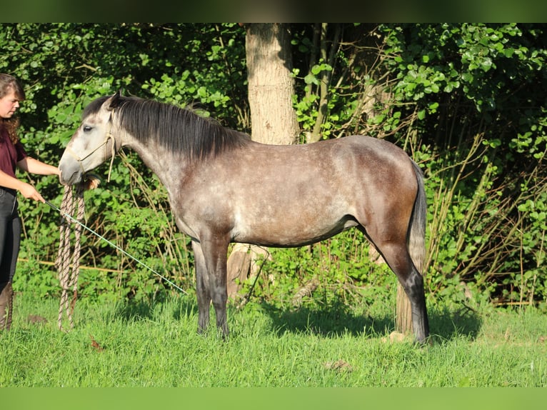 Cruzado Mix Stute 5 Jahre 140 cm Blauschimmel in Lahr