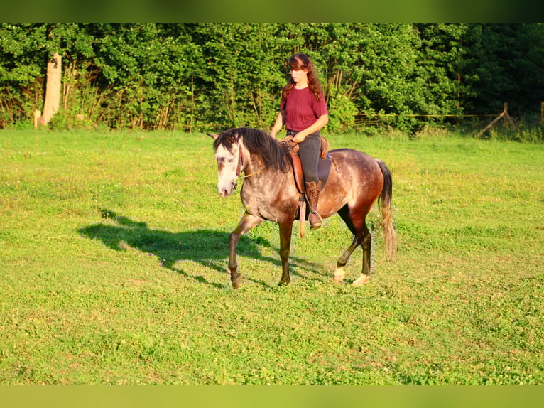 Cruzado Mix Stute 5 Jahre 140 cm Blauschimmel in Lahr