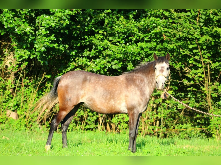 Cruzado Mix Stute 5 Jahre 140 cm Blauschimmel in Lahr