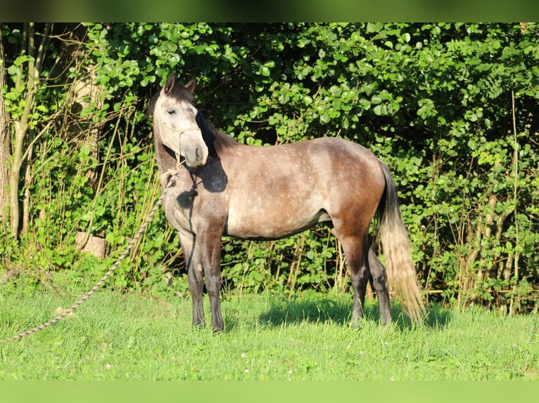 Cruzado Mix Stute 5 Jahre 140 cm Blauschimmel in Lahr