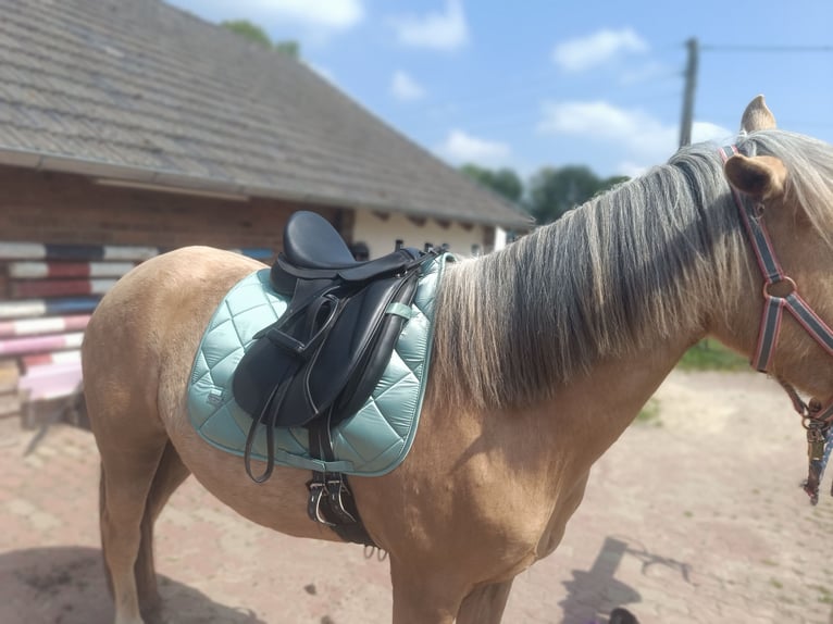 Cruzado Mix Stute 5 Jahre 149 cm Palomino in Isselburg