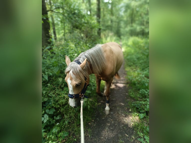 Cruzado Mix Stute 5 Jahre 149 cm Palomino in Isselburg