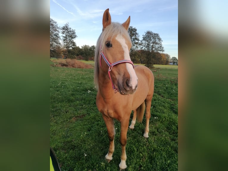 Cruzado Mix Stute 5 Jahre 149 cm Palomino in Isselburg