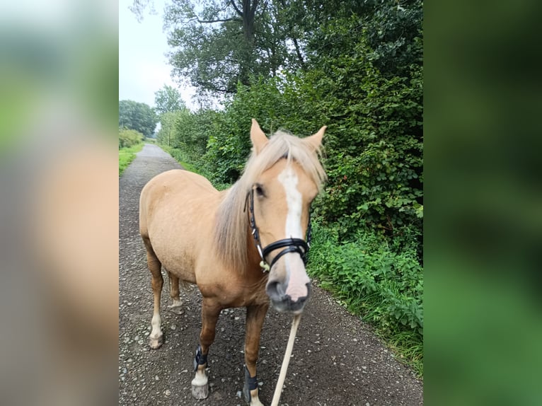 Cruzado Mix Stute 5 Jahre 149 cm Palomino in Isselburg