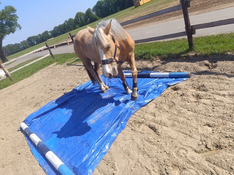 Cruzado Mix Stute 5 Jahre 149 cm Palomino in Isselburg