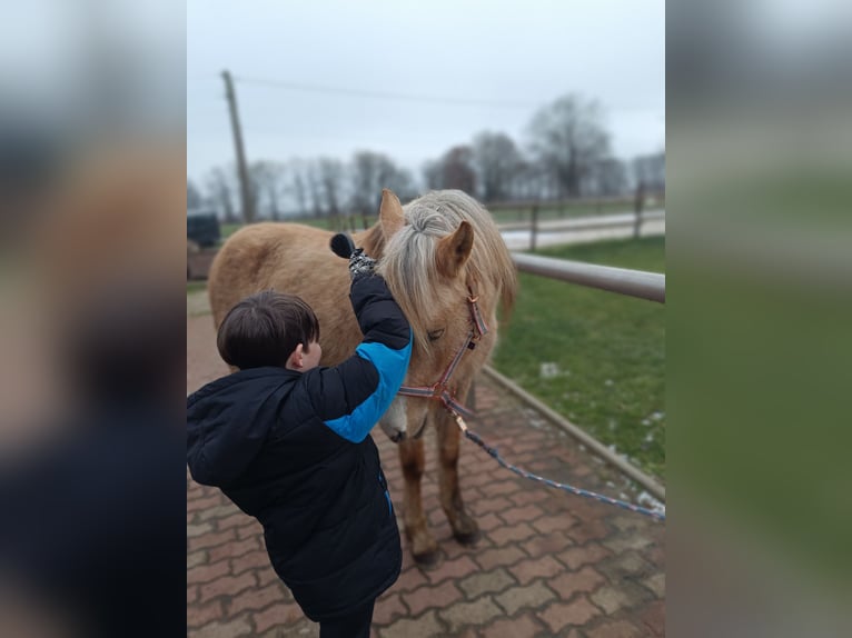 Cruzado Mix Stute 5 Jahre 149 cm Palomino in Isselburg