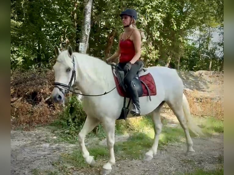 Cruzado Stute 5 Jahre 150 cm Schimmel in Neustadt (Wied)