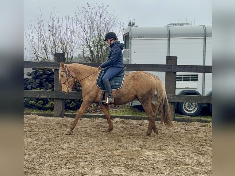 Cruzado Stute 5 Jahre 152 cm Dunalino in Daleiden
