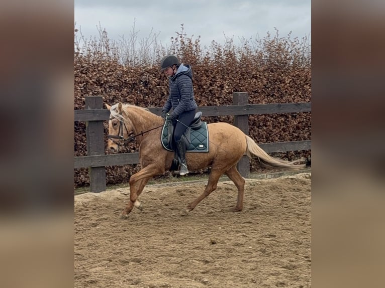 Cruzado Stute 5 Jahre 152 cm Dunalino in Daleiden