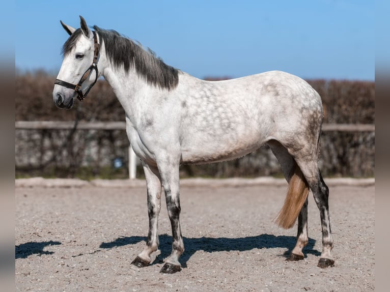 Cruzado Stute 5 Jahre 155 cm  in Neustadt (Wied)