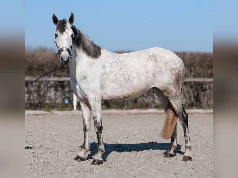 Cruzado Stute 5 Jahre 155 cm  in Neustadt (Wied)