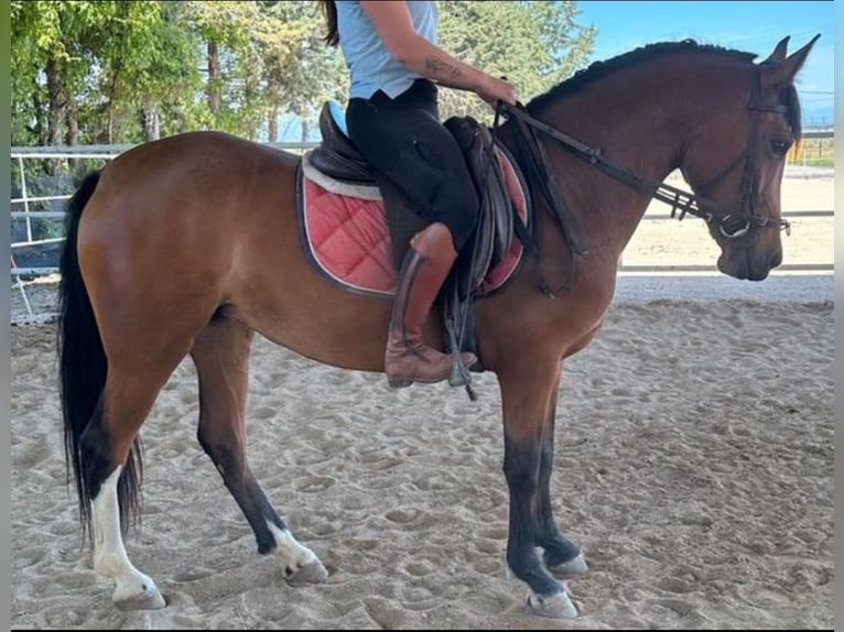 Cruzado Stute 5 Jahre 156 cm Rotbrauner in Brunete