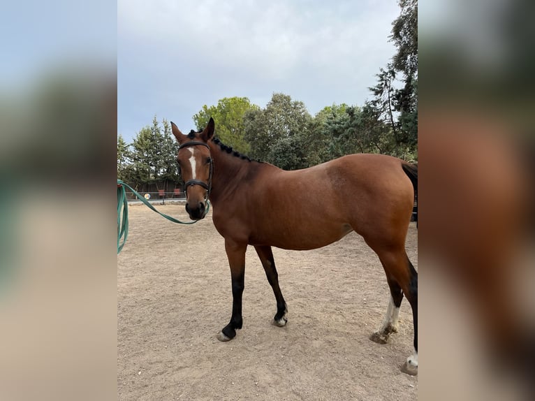Cruzado Stute 5 Jahre 156 cm Rotbrauner in Brunete
