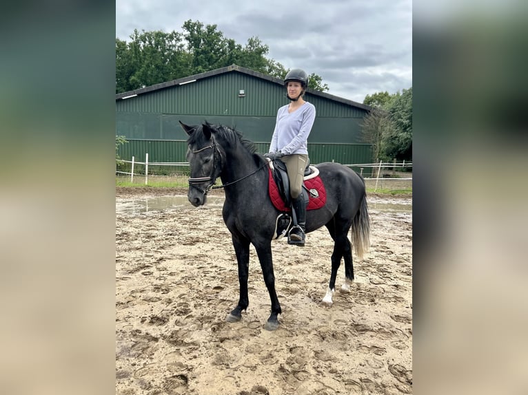 Cruzado Stute 5 Jahre 157 cm Apfelschimmel in Schermbeck