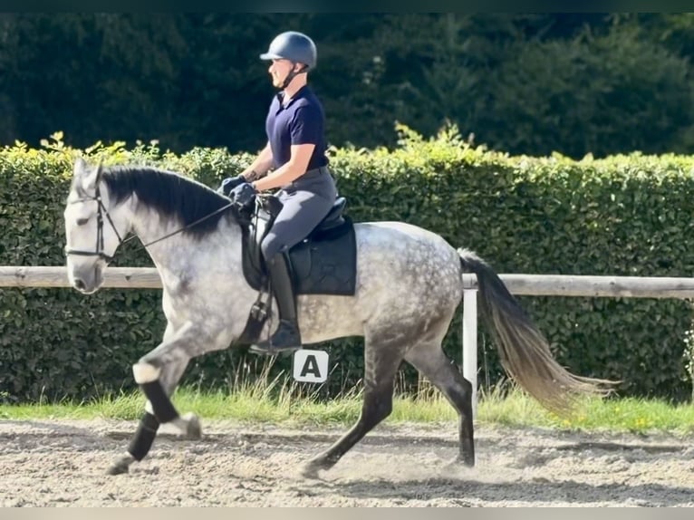 Cruzado Stute 5 Jahre 160 cm Apfelschimmel in Neustadt (Wied)