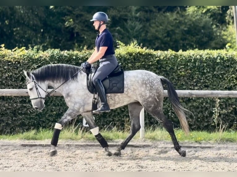 Cruzado Stute 5 Jahre 160 cm Apfelschimmel in Neustadt (Wied)