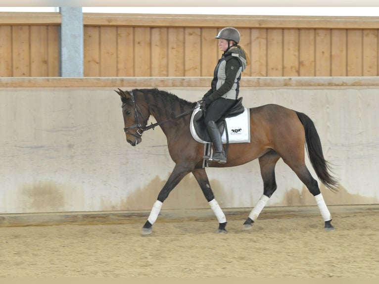 Cruzado Stute 5 Jahre 160 cm Brauner in Wellheim