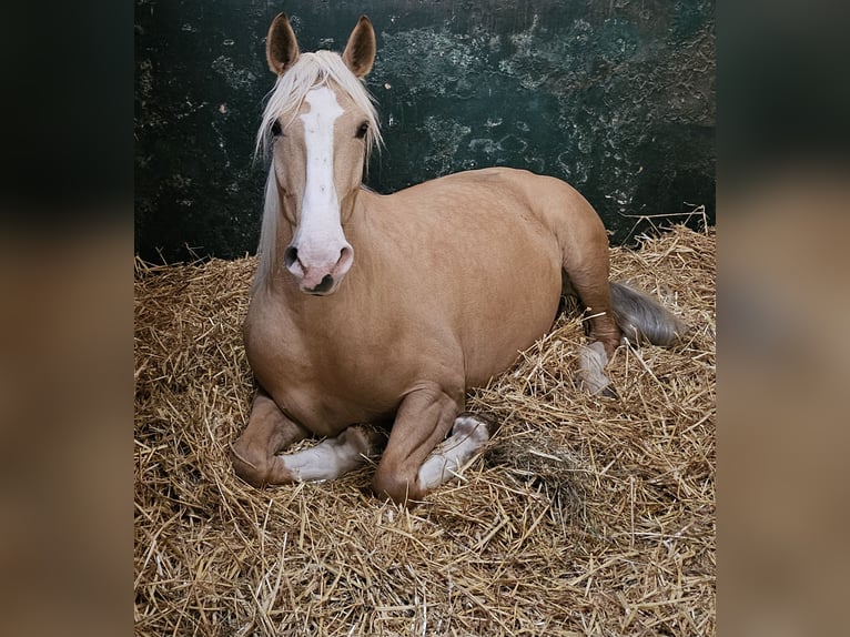 Cruzado Stute 5 Jahre 160 cm Palomino in Rommerskirchen