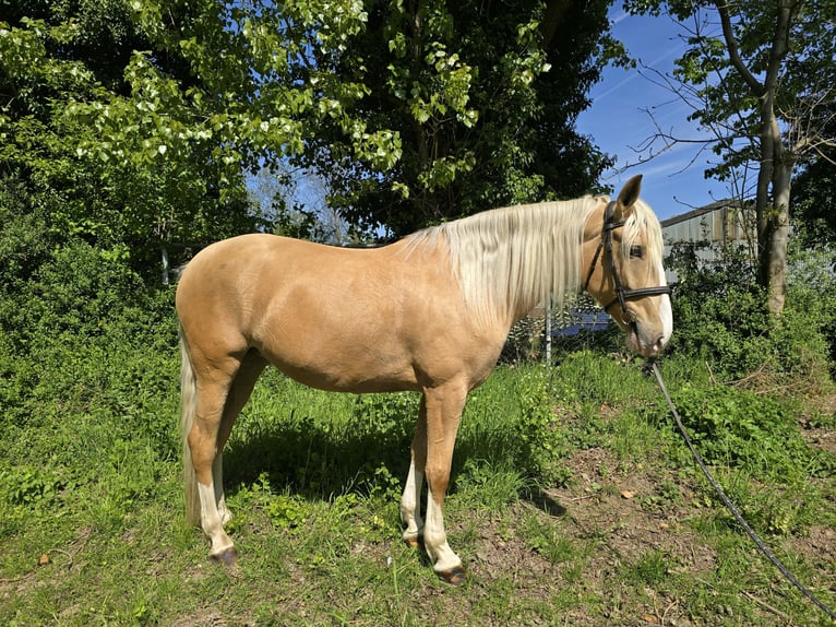 Cruzado Stute 5 Jahre 160 cm Palomino in Rommerskirchen
