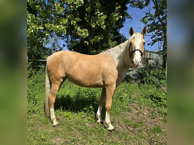 Cruzado Stute 5 Jahre 160 cm Palomino in Rommerskirchen