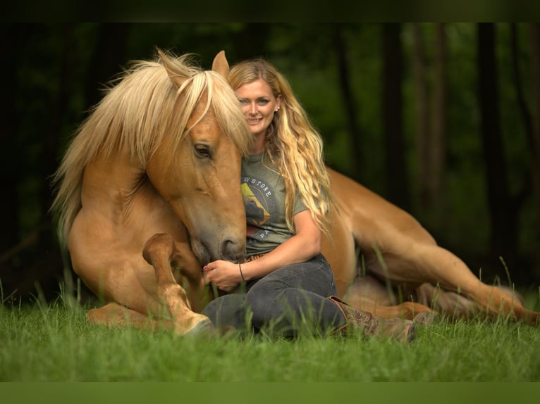 Cruzado Stute 5 Jahre 160 cm Palomino in Immenhausen